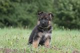BERGER ALLEMAND 1234